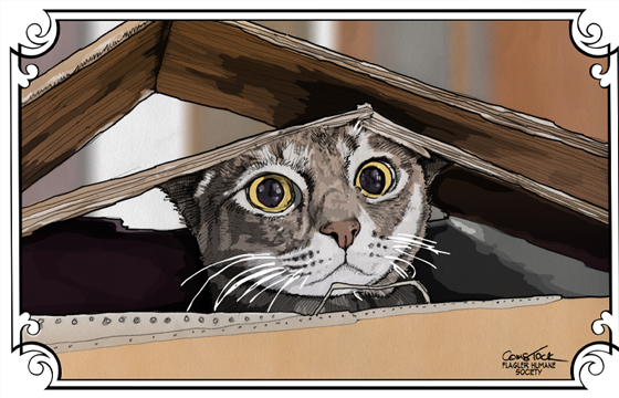 Cat in the Box