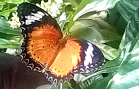 butterfly3