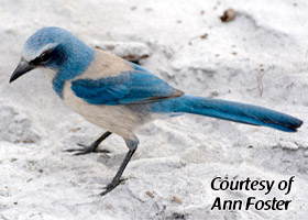 scrub-jay3