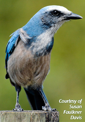 scrub-jay4