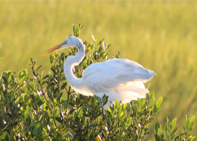 egret