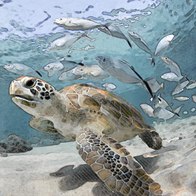 sea turtle