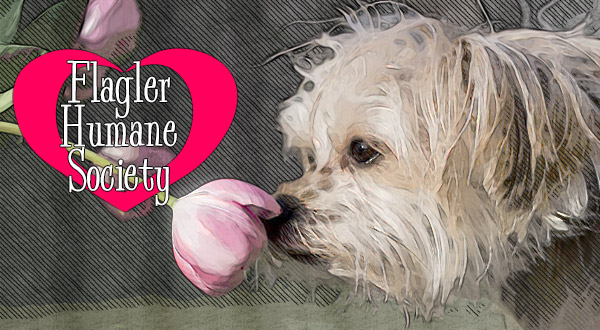 terrier smells flower